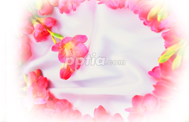 분홍색 꽃들 이미지 미리보기