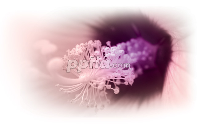 꽃의 수술 이미지 미리보기