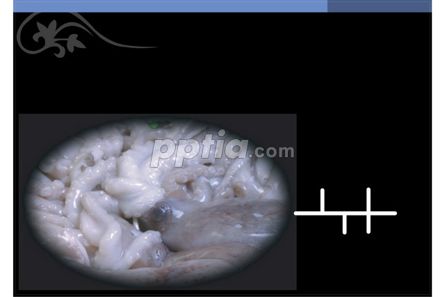 낙지 이미지 미리보기