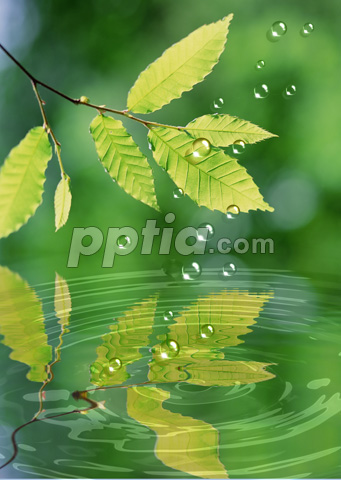 나뭇잎과 물방울 이미지 미리보기