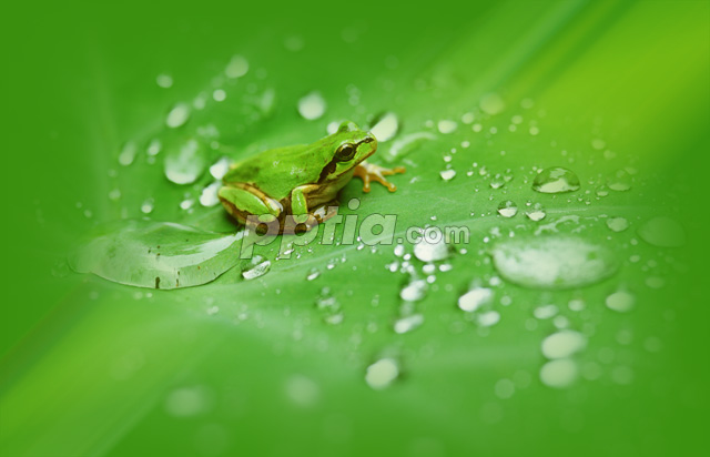 개구리와 물방울 이미지 미리보기