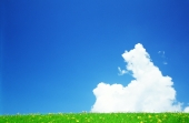 구름낀 하늘과 꽃밭 일러스트