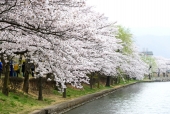 호수와 벚꽃 일러스트