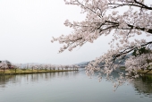 호수와 벚꽃 일러스트
