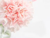 카네이션꽃 클립아트