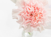 카네이션꽃 클립아트