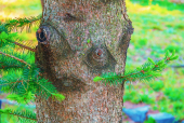 사람얼굴닮은나무 클립아트