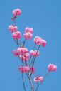겹벚꽃 클립아트