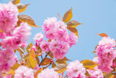 겹벚꽃 클립아트