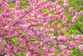 겹벚꽃나무 클립아트