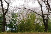 나무로 만든 다리와 벚꽃 일러스트