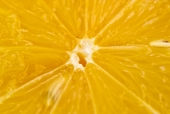 레몬 일러스트