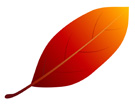 빨간낙엽 템플릿
