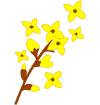 개나리 일러스트/이미지