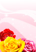 빨강 노랑 분홍 장미 템플릿