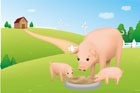 돼지와 새끼들이 밥먹는 모습 템플릿