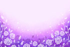 보라색 라인과 장미꽃 템플릿
