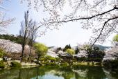벚꽃 봄풍경 템플릿