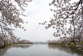 호수와 벚꽃 템플릿
