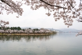 호수와 벚꽃 일러스트/이미지