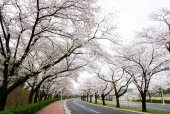 도로와 벚꽃 템플릿