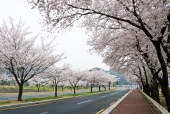 도로와 벚꽃 템플릿