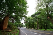 도로와 나무 템플릿