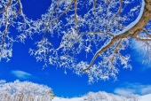 겨울눈꽃나무풍경 템플릿