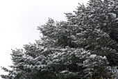 눈 쌓인 나무 템플릿