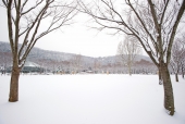나무 사이로 보는 겨울 풍경 템플릿