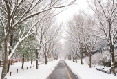 눈 내린 공원 도로의 겨울 풍경 템플릿