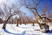 나무와 눈 내린 풍경 템플릿
