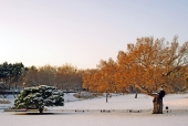 나무와 눈 내린 풍경 템플릿