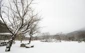 눈과 나무 템플릿