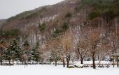 눈 내리는 산과 나무풍경 템플릿