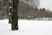 눈 내리는 풍경과 나무 템플릿