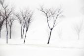 눈과 나무 템플릿
