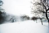 눈 내리는 풍경과 나무 템플릿