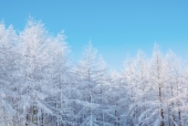 겨울눈내린나무들 템플릿