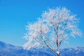 겨울눈꽃나무 템플릿