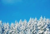 겨울눈덮힌나무풍경 템플릿