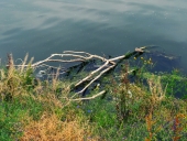 강 위에 쓰레기와 나무 템플릿