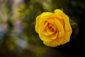 노란 장미 꽃 템플릿