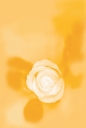 흰 장미꽃한송이 템플릿