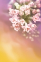 분홍색의 꽃다발 템플릿