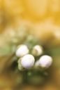 흰색 꽃망울 템플릿