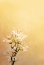 흰색 꽃한송이 템플릿