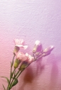 분홍색 카네이션과 꽃망울 템플릿