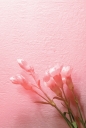 분홍 카네이션 3송이와 꽃망울 템플릿