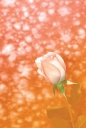 분홍색 장미꽃 한송이 템플릿